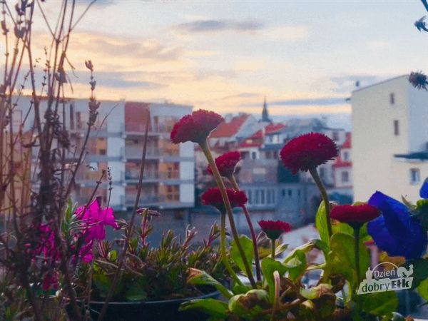 Rzadsze koszenie terenów zielonych