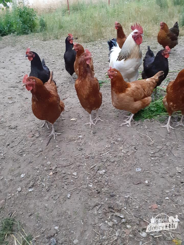 117424966 2614603975466425 1338188660569982455 n