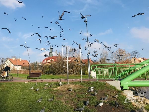 Nie rzucajmy chleba - w Ełku stanęły tablice informacyjne dotyczące dokarmiania ptaków