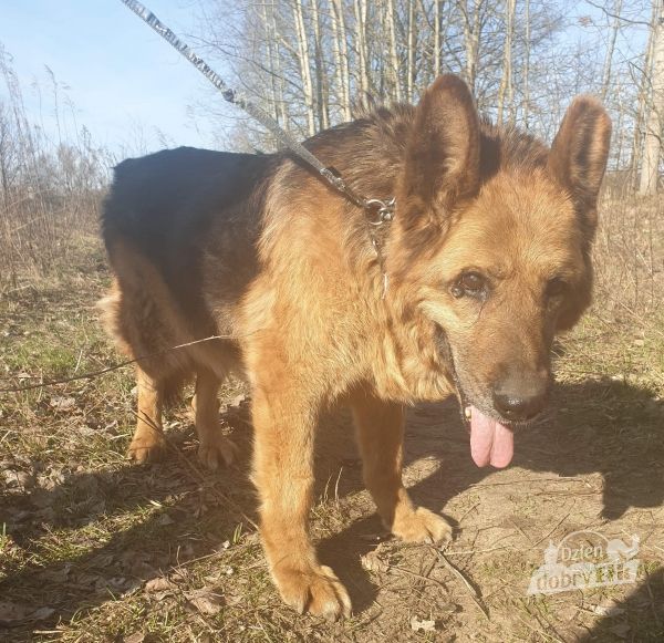 Znasz właściciela psa? Policja prosi o pomoc