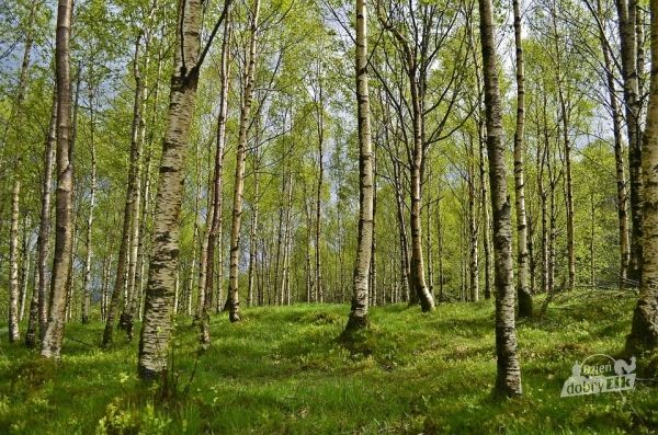Uwaga na kleszcze są groźne dla ludzi i zwierząt